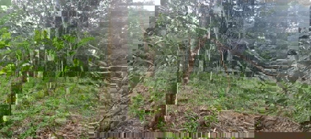 Mountain Lots for Sale in Toabré, Penonomé – 1.2 Hectares - image 9