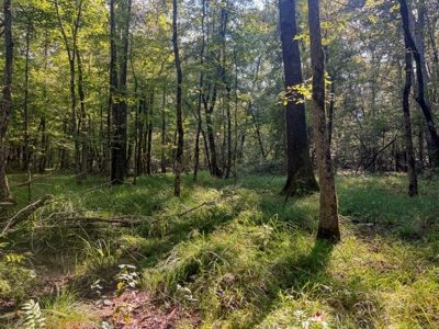 Northeast Lincoln Parish Land for Sale - image 6