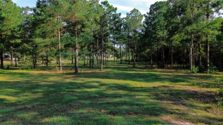 Northeast Lincoln Parish Land for Sale - image 31