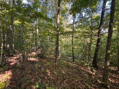 Appalachian Wilderness for Sale  Hancock County TN- Hunting Land - image 23