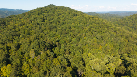 Appalachian Wilderness for Sale  Hancock County TN- Hunting Land - image 8