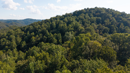 Appalachian Wilderness for Sale  Hancock County TN- Hunting Land - image 10