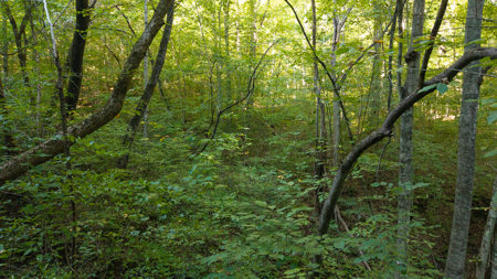 Appalachian Wilderness for Sale  Hancock County TN- Hunting Land - image 16