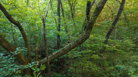 Appalachian Wilderness for Sale  Hancock County TN- Hunting Land - image 18