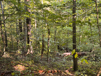 Appalachian Wilderness for Sale  Hancock County TN- Hunting Land - image 25