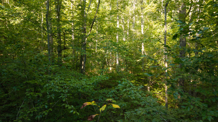 Appalachian Wilderness for Sale  Hancock County TN- Hunting Land - image 20