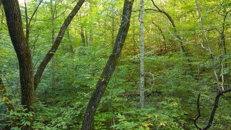 Appalachian Wilderness for Sale  Hancock County TN- Hunting Land - image 19