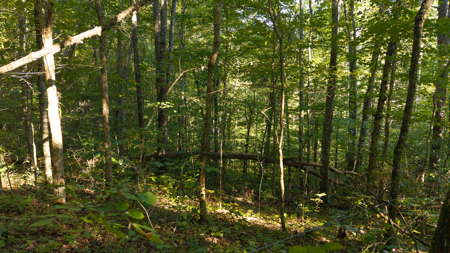 Appalachian Wilderness for Sale  Hancock County TN- Hunting Land - image 14