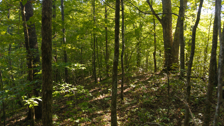 Appalachian Wilderness for Sale  Hancock County TN- Hunting Land - image 13
