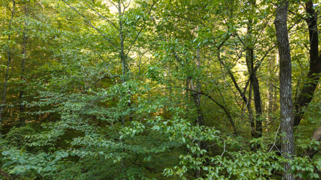 Appalachian Wilderness for Sale  Hancock County TN- Hunting Land - image 22