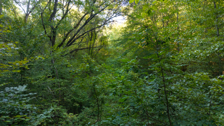 Appalachian Wilderness for Sale  Hancock County TN- Hunting Land - image 21