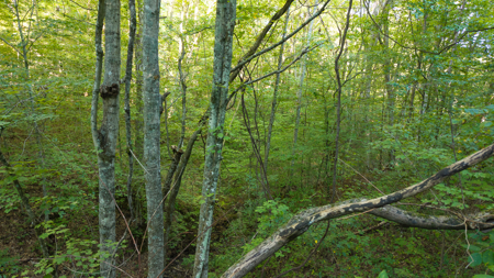 Appalachian Wilderness for Sale  Hancock County TN- Hunting Land - image 17