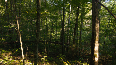 Appalachian Wilderness for Sale  Hancock County TN- Hunting Land - image 12