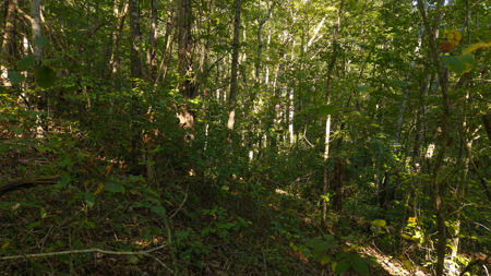 Appalachian Wilderness for Sale  Hancock County TN- Hunting Land - image 15
