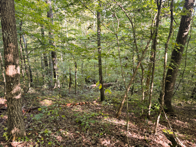 Appalachian Wilderness for Sale  Hancock County TN- Hunting Land - image 26