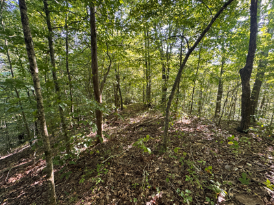 Appalachian Wilderness for Sale  Hancock County TN- Hunting Land - image 28