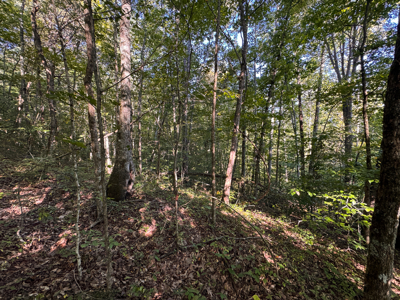 Appalachian Wilderness for Sale  Hancock County TN- Hunting Land - image 24