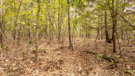 Hunting Land in the Missouri Ozarks - image 7