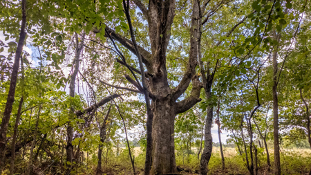 Hunting Land in the Missouri Ozarks - image 28
