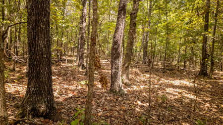 Hunting Land in the Missouri Ozarks - image 17