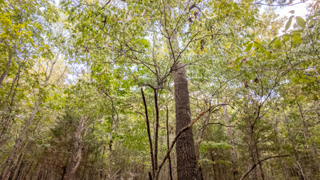 Hunting Land in the Missouri Ozarks - image 10