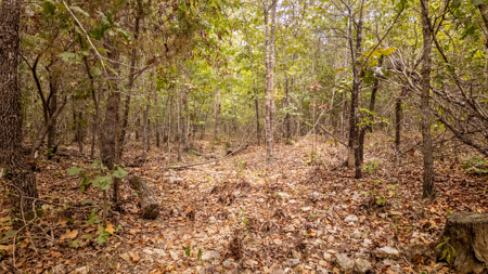 Hunting Land in the Missouri Ozarks - image 6