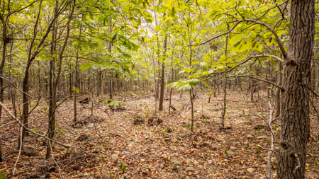 Hunting Land in the Missouri Ozarks - image 8