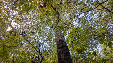 Hunting Land in the Missouri Ozarks - image 13