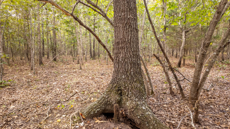 Hunting Land in the Missouri Ozarks - image 14