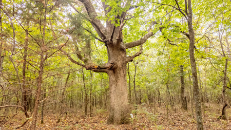 Hunting Land in the Missouri Ozarks - image 22