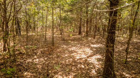 Hunting Land in the Missouri Ozarks - image 16