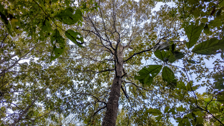 Hunting Land in the Missouri Ozarks - image 15