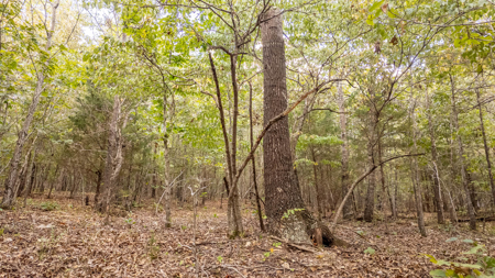Hunting Land in the Missouri Ozarks - image 11