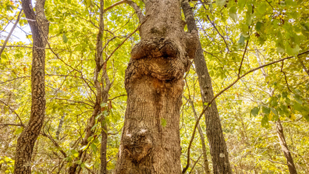 Hunting Land in the Missouri Ozarks - image 19