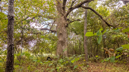 Hunting Land in the Missouri Ozarks - image 27