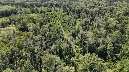 Hunting Property and Homesite in Jackson Parish LA - image 16