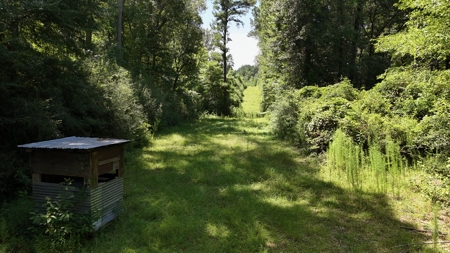 Hunting Property and Homesite in Jackson Parish LA - image 5