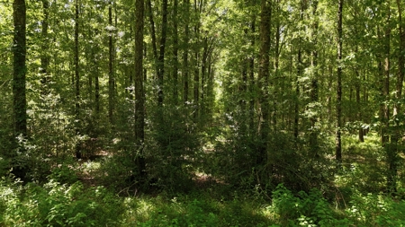 Hunting Property and Homesite in Jackson Parish LA - image 22