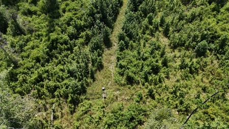 Hunting Property and Homesite in Jackson Parish LA - image 17