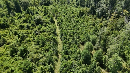 Hunting Property and Homesite in Jackson Parish LA - image 19