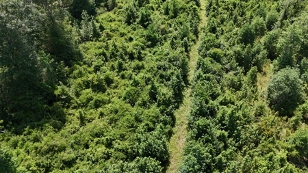 Hunting Property and Homesite in Jackson Parish LA - image 18