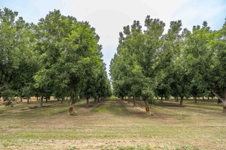 Income-Producing Pecan Farm in the Heart of Doña Ana County, NM - image 21
