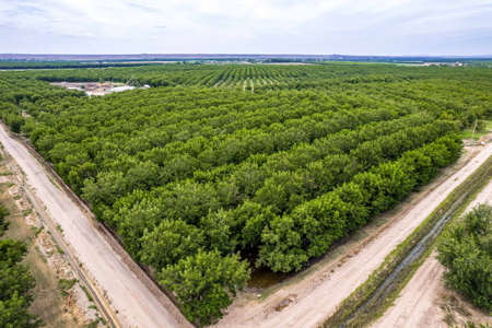 Income-Producing Pecan Farm in the Heart of Doña Ana County, NM - image 10