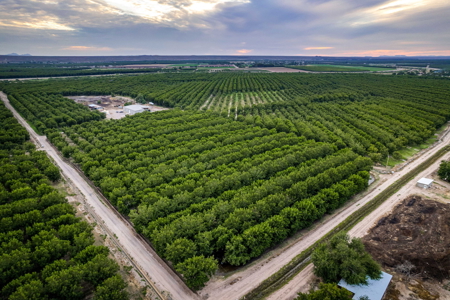 Income-Producing Pecan Farm in the Heart of Doña Ana County, NM - image 8