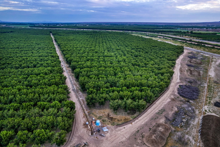 Income-Producing Pecan Farm in the Heart of Doña Ana County, NM - image 2