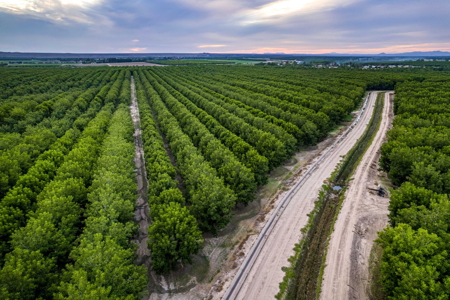 Income-Producing Pecan Farm in the Heart of Doña Ana County, NM - image 7