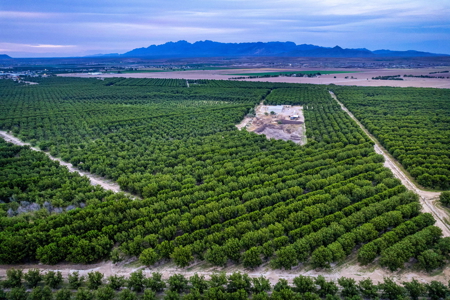 Income-Producing Pecan Farm in the Heart of Doña Ana County, NM - image 1