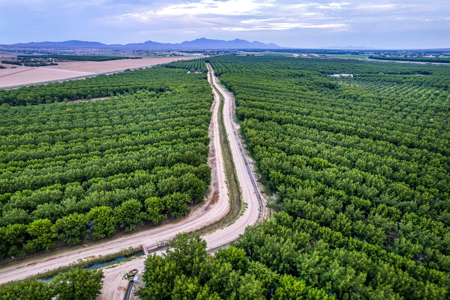 Income-Producing Pecan Farm in the Heart of Doña Ana County, NM - image 3