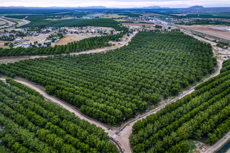 Income-Producing Pecan Farm in the Heart of Doña Ana County, NM - image 5