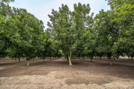 Income-Producing Pecan Farm in the Heart of Doña Ana County, NM - image 20